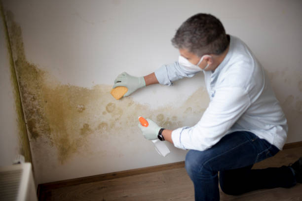 Best Mold Prevention Services  in USA